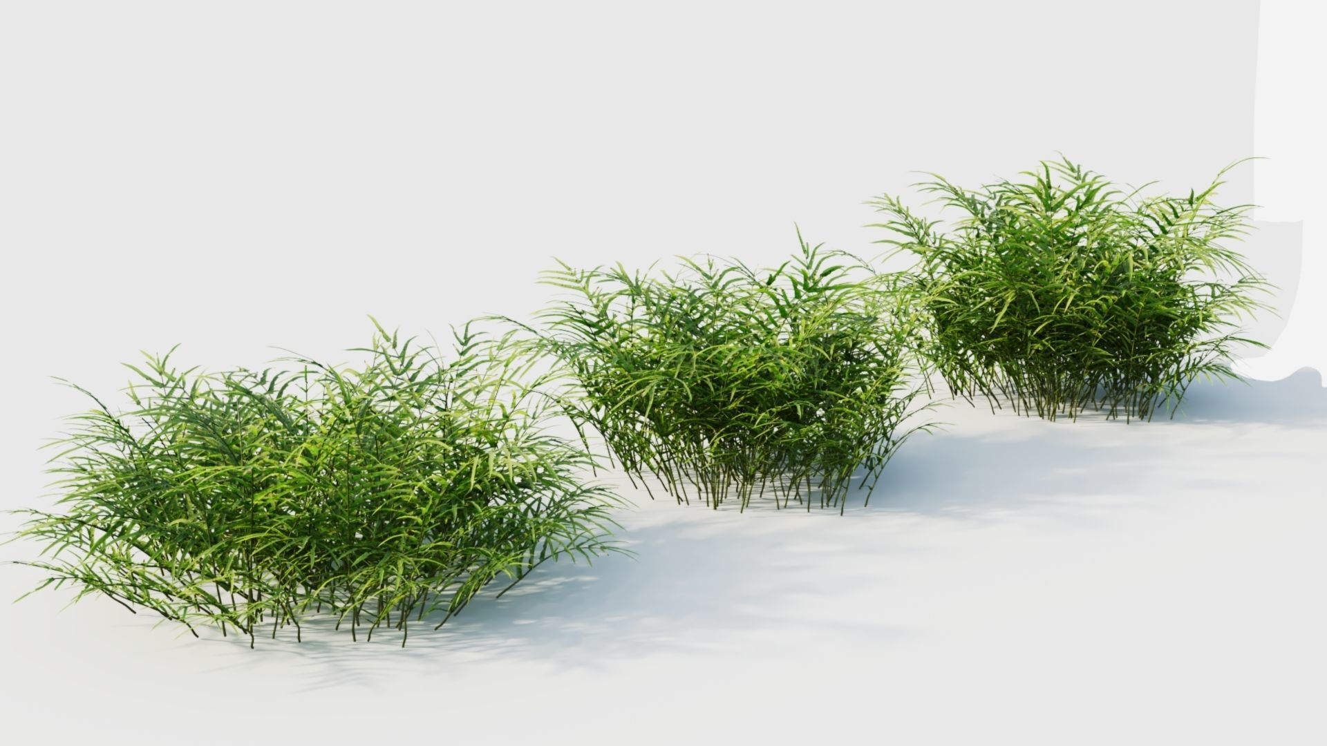 Pteris umbrosa b 3D model_7
