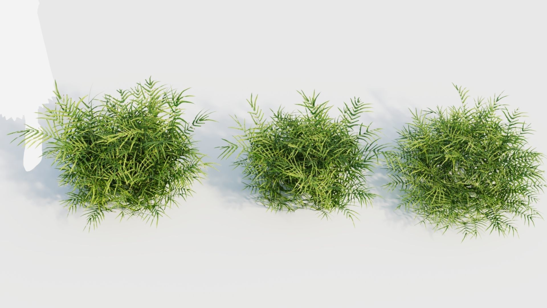 Pteris umbrosa b 3D model_5