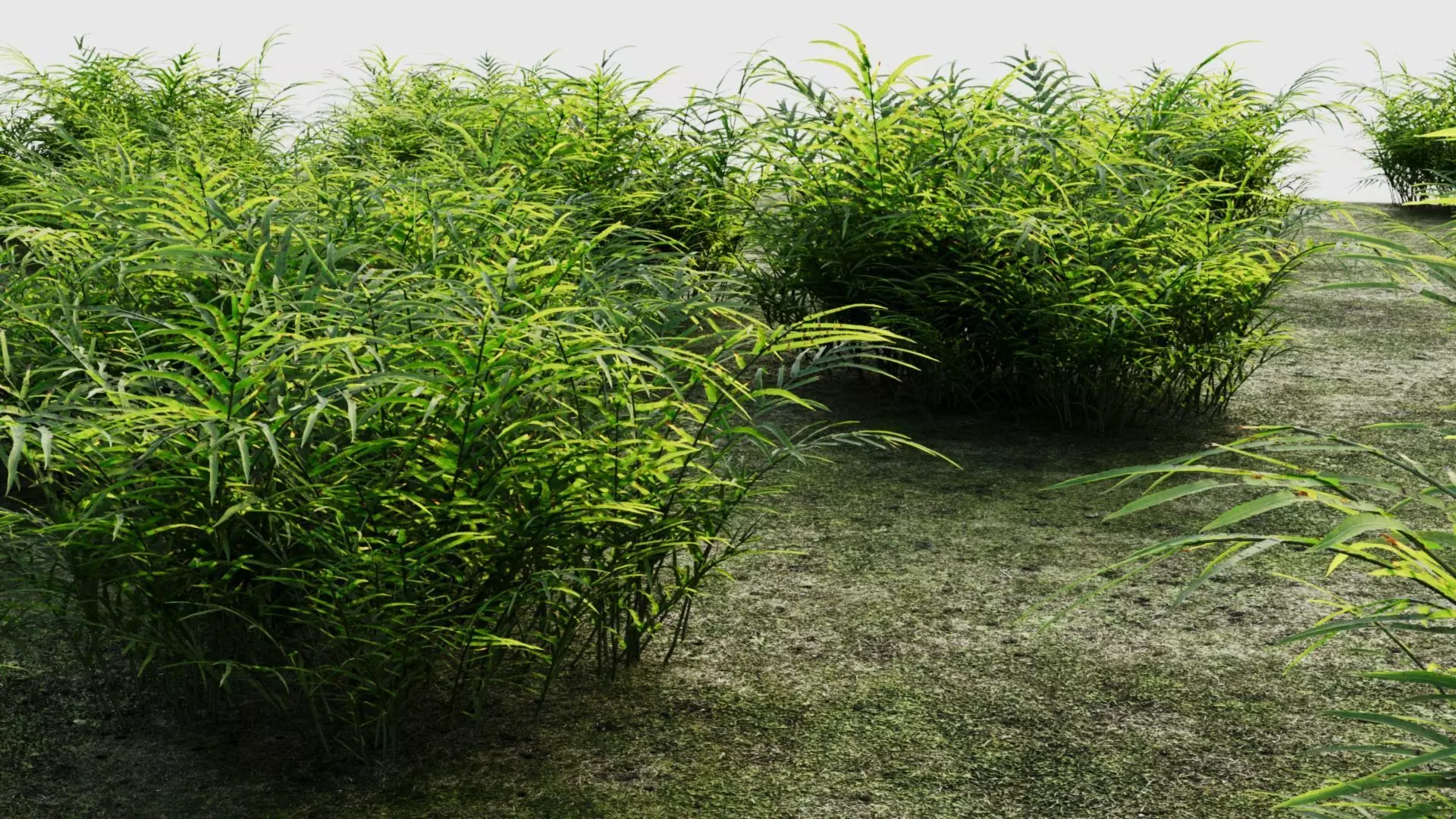 Pteris umbrosa b 3D model_0