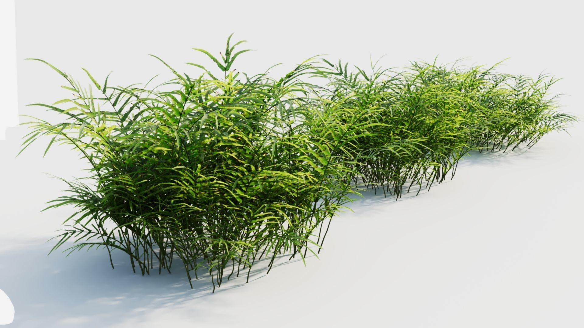 Pteris umbrosa b 3D model_6