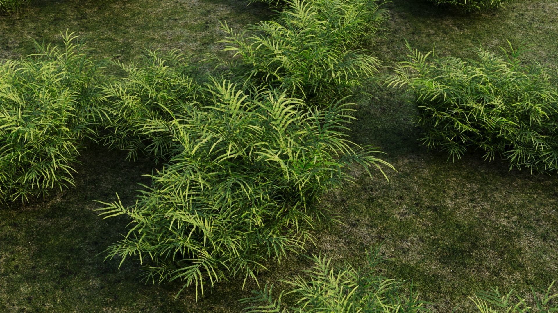 Pteris umbrosa b 3D model_1