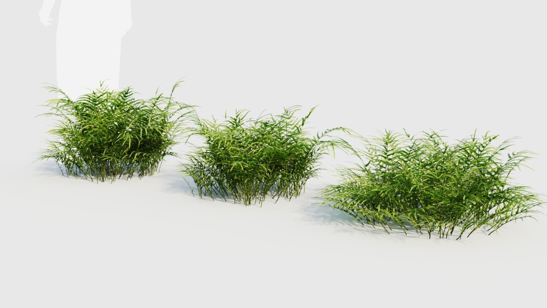 Pteris umbrosa b 3D model_4