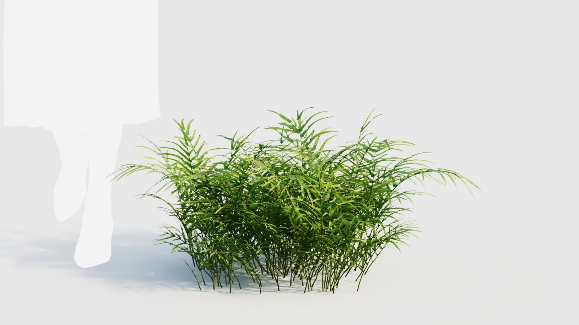 Pteris umbrosa b 3D model_9