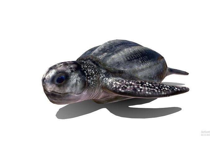 Leatherback sea turtle  Low-poly 3D model