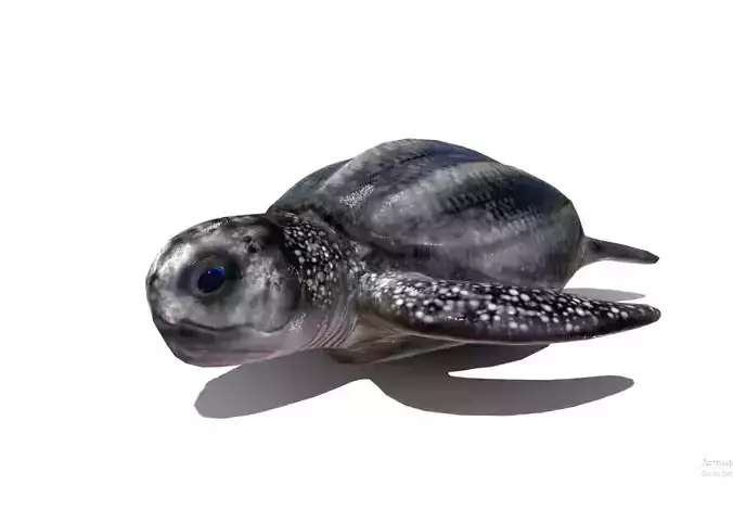 Leatherback sea turtle 
