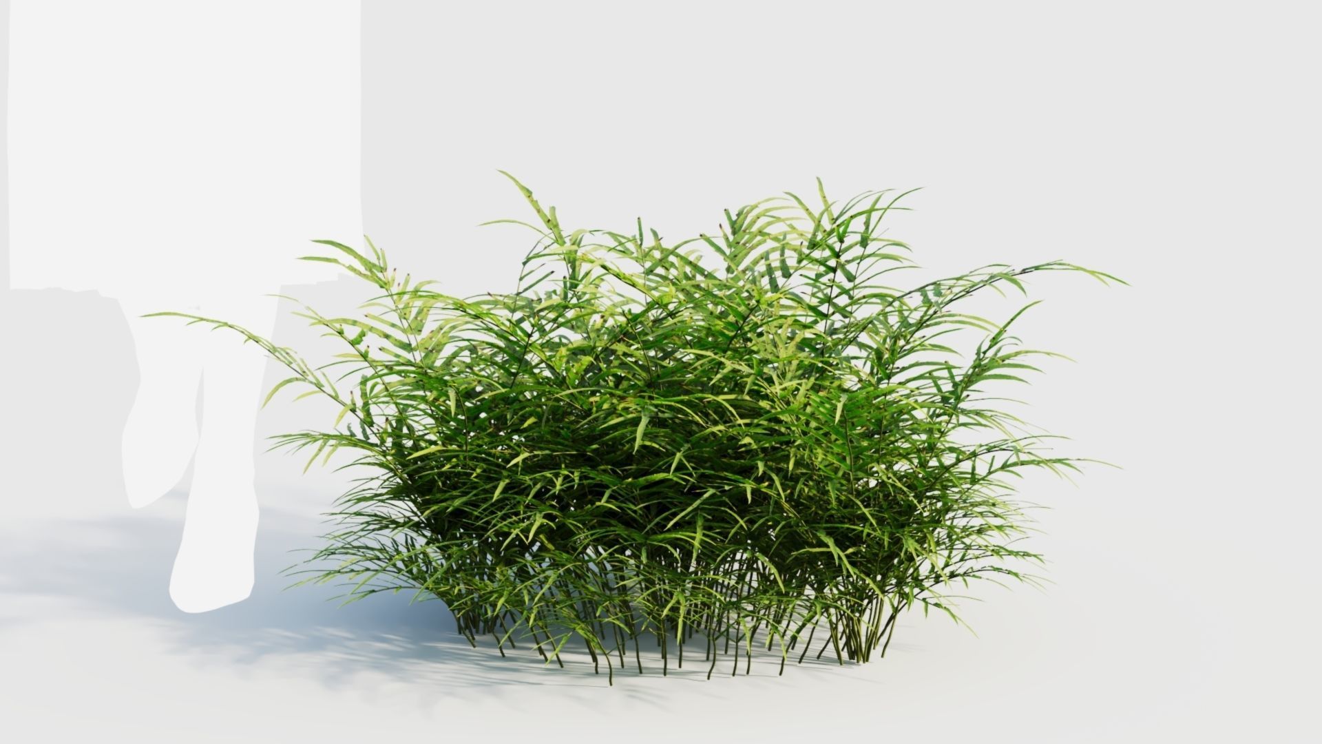 Pteris umbrosa c 3D model_8