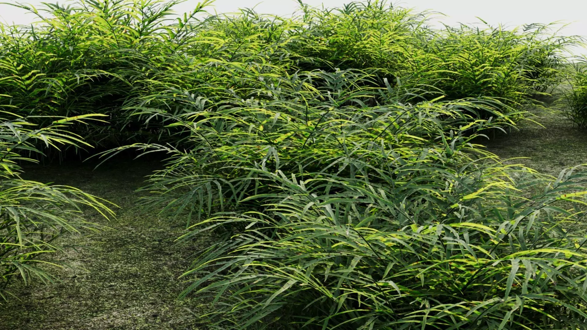 Pteris umbrosa c 3D model_0