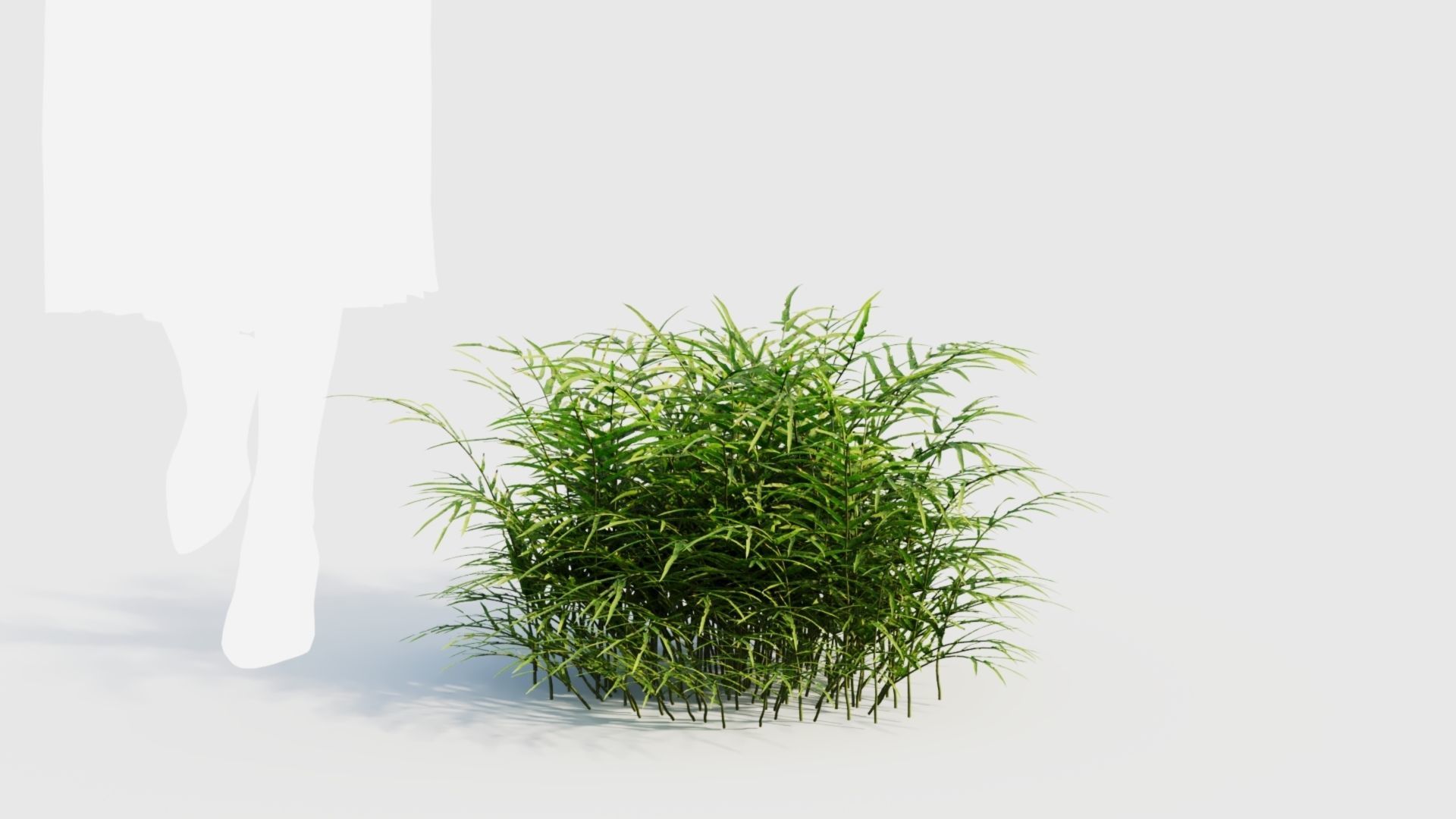 Pteris umbrosa c 3D model_10