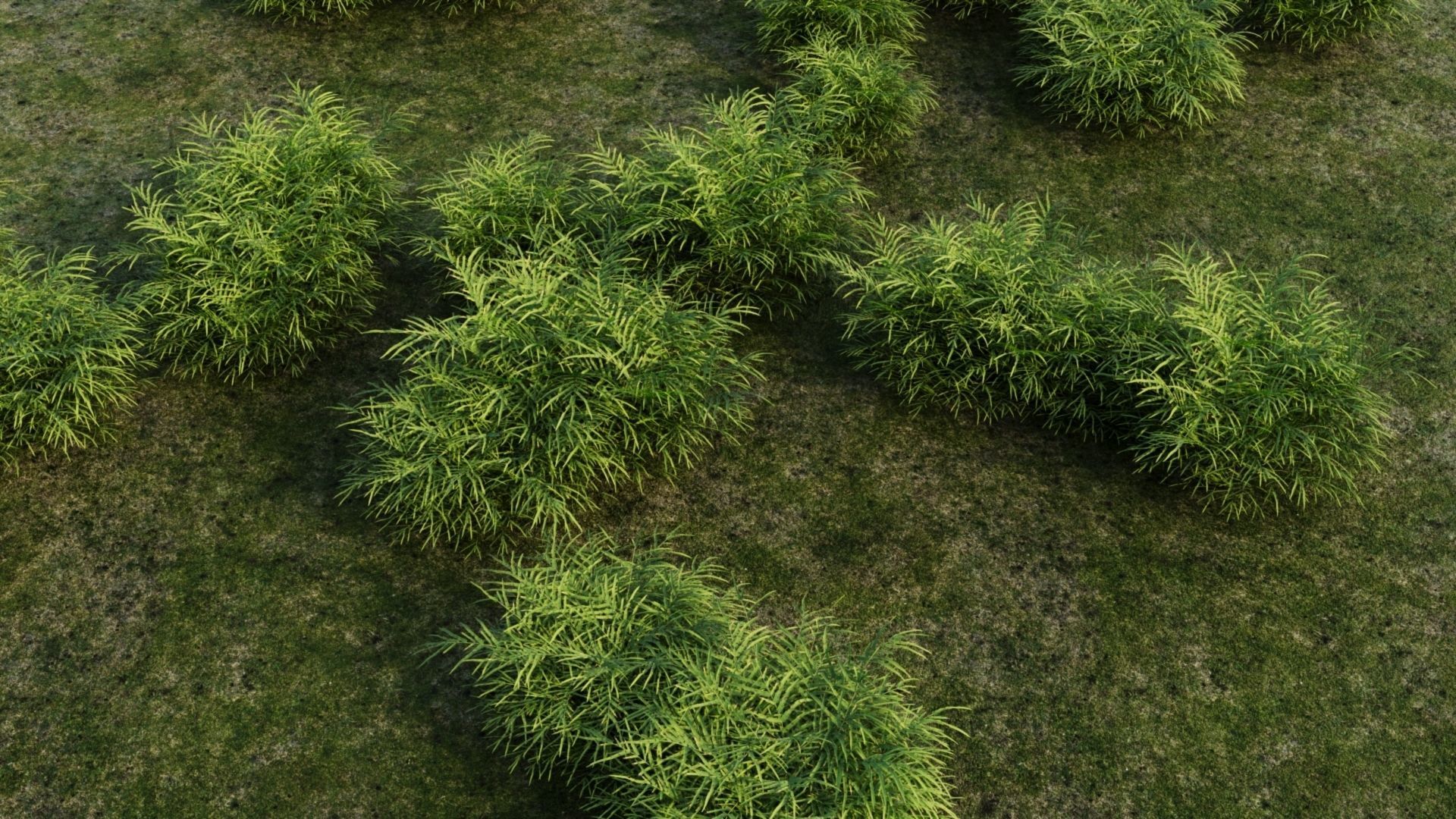 Pteris umbrosa c 3D model_1