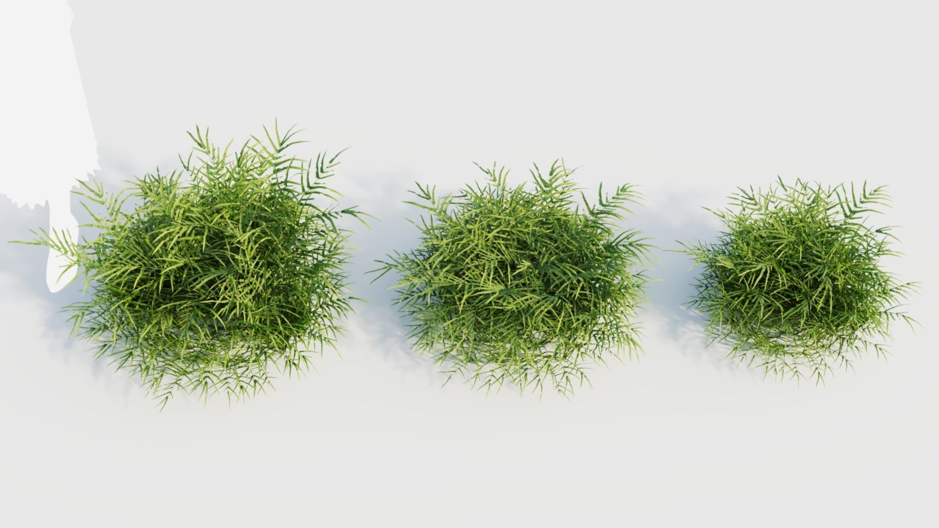 Pteris umbrosa c 3D model_5