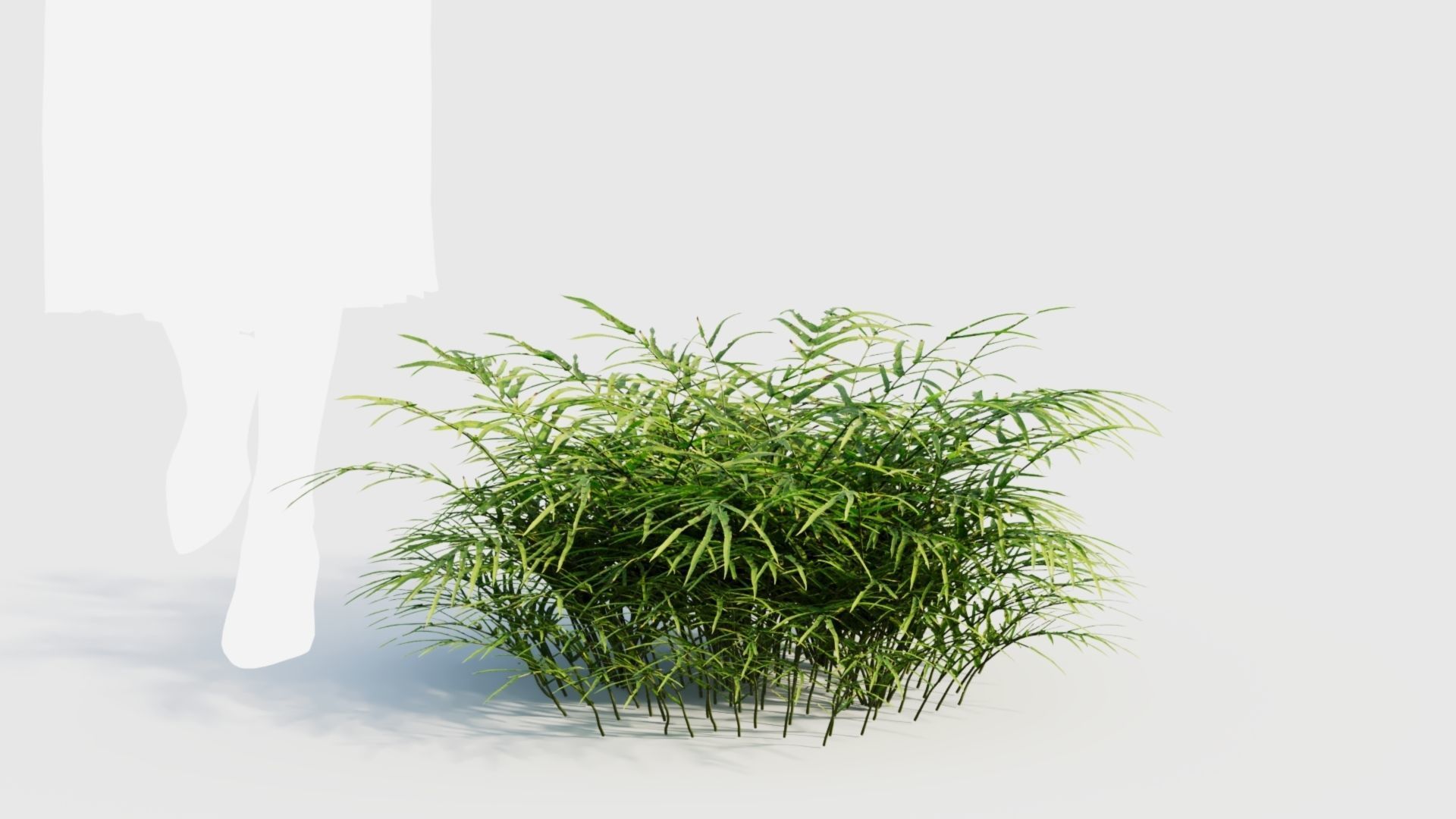 Pteris umbrosa c 3D model_9