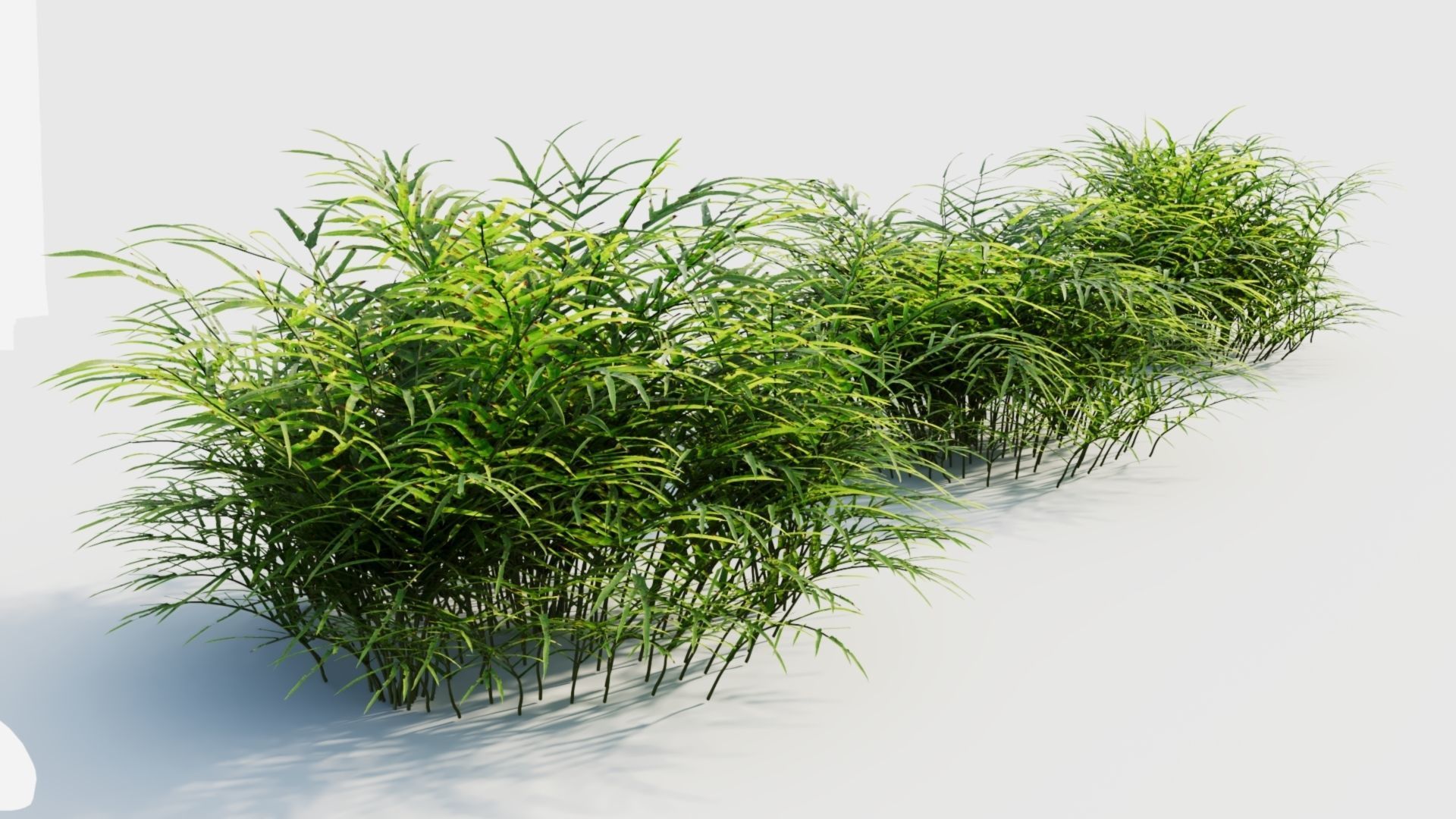 Pteris umbrosa c 3D model_6