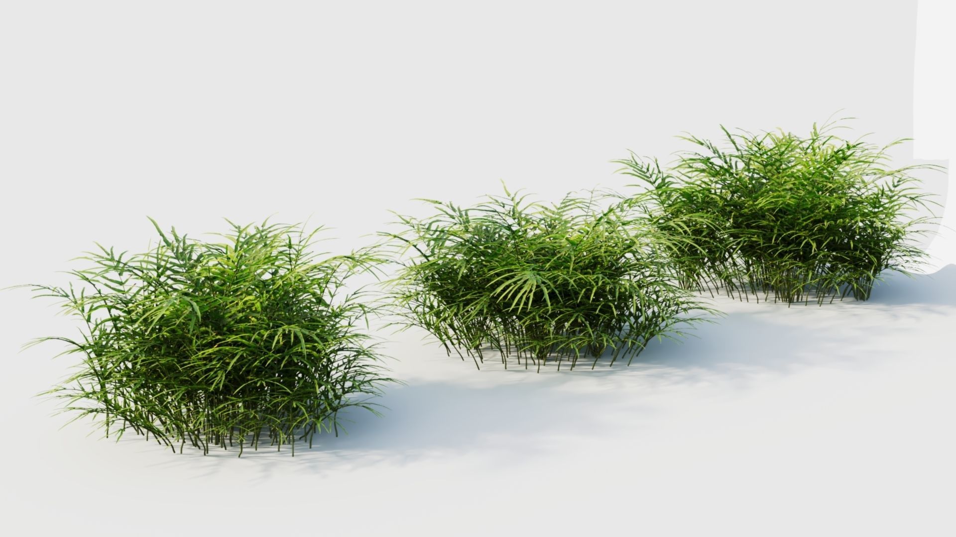 Pteris umbrosa c 3D model_7