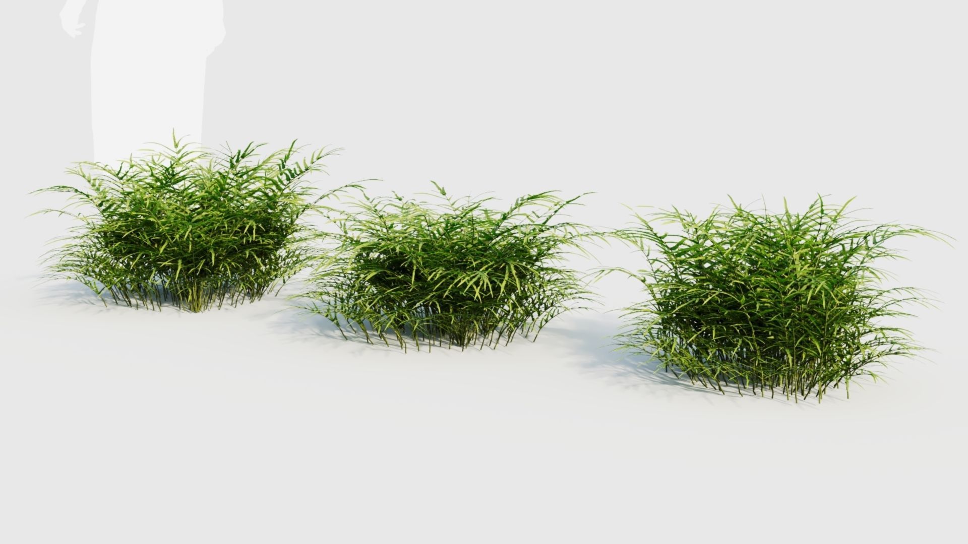 Pteris umbrosa c 3D model_4