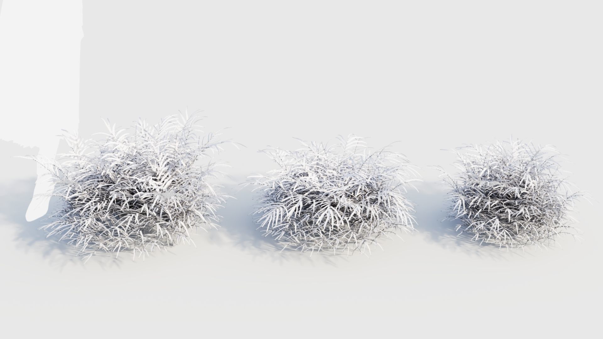 Pteris umbrosa c 3D model_3