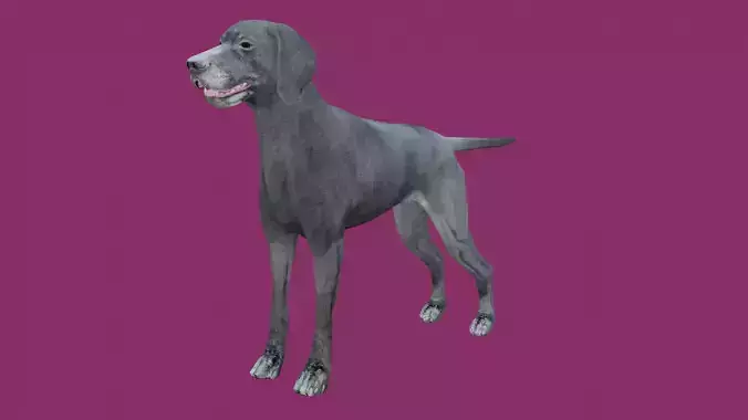 dog lowpoly 3d model