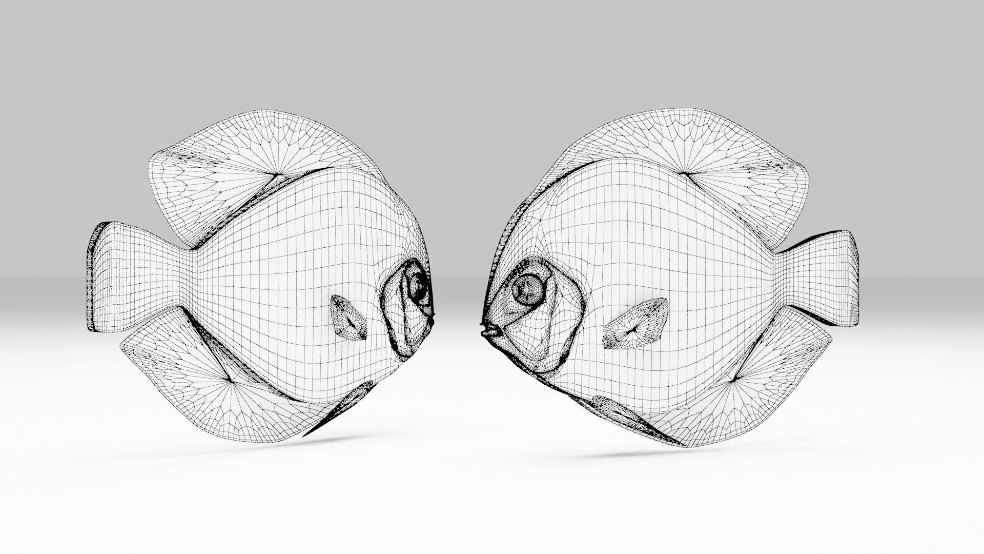 Discus Fish 3D model_6