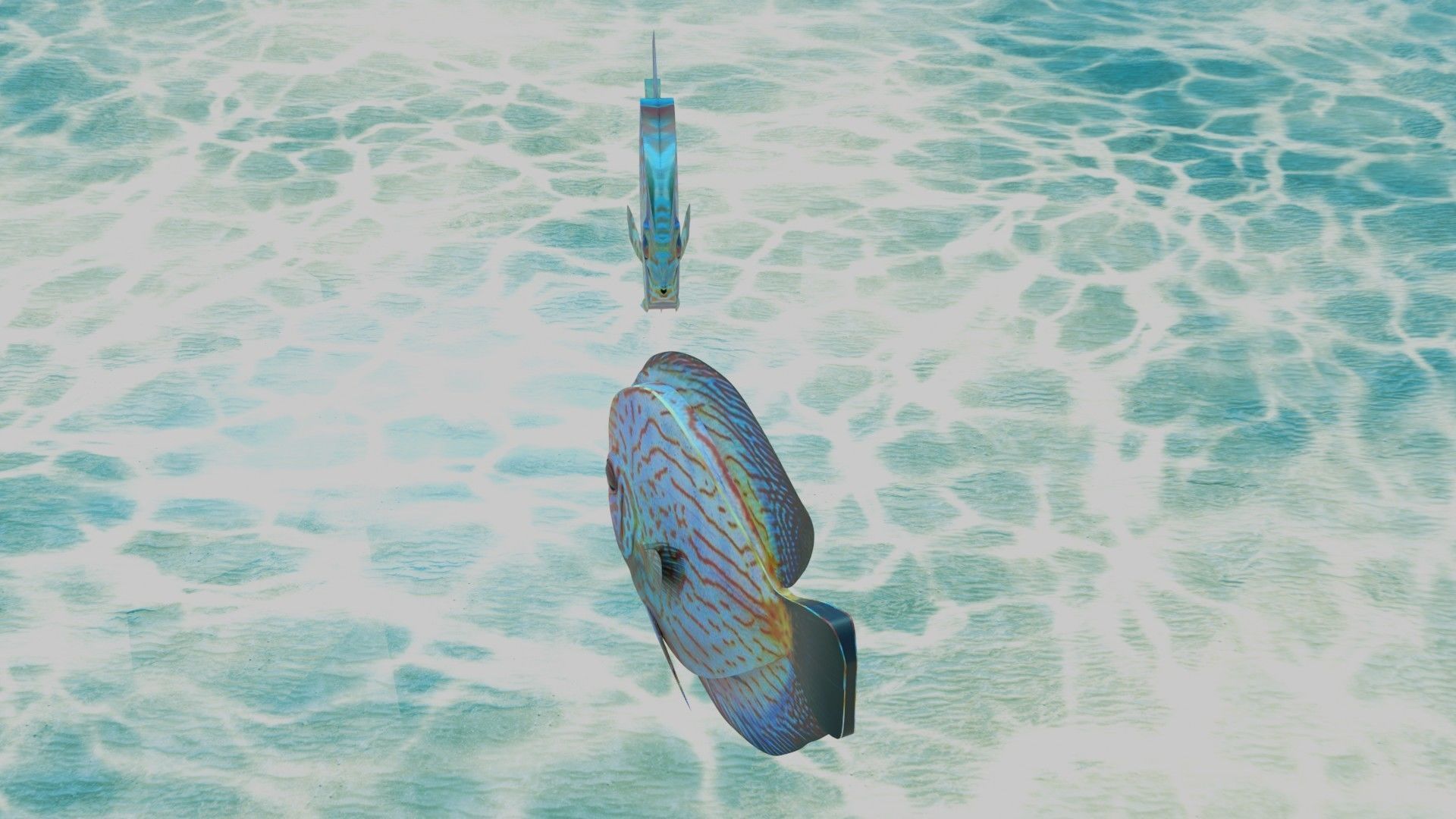 Discus Fish 3D model_3
