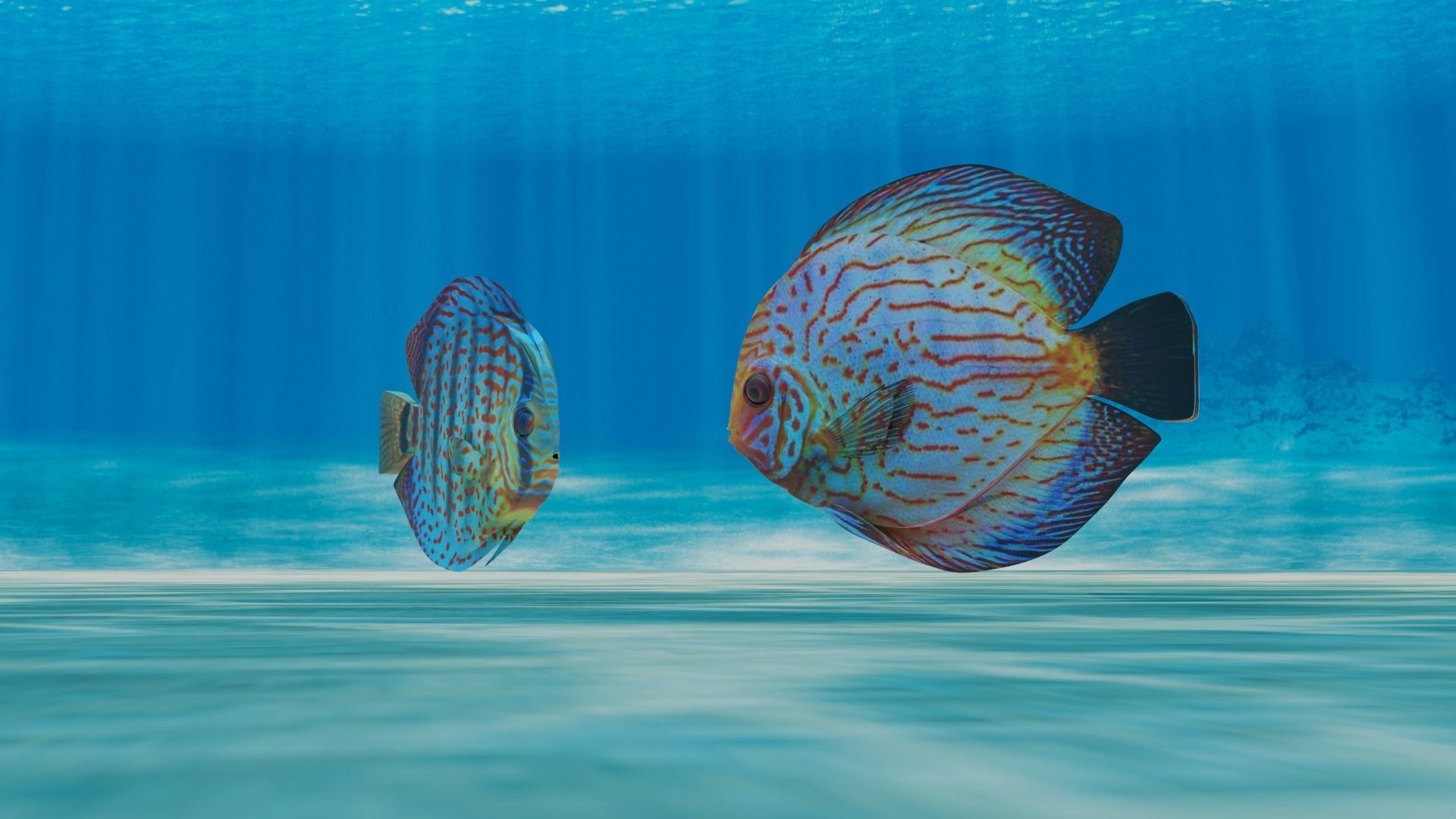 Discus Fish 3D model_2