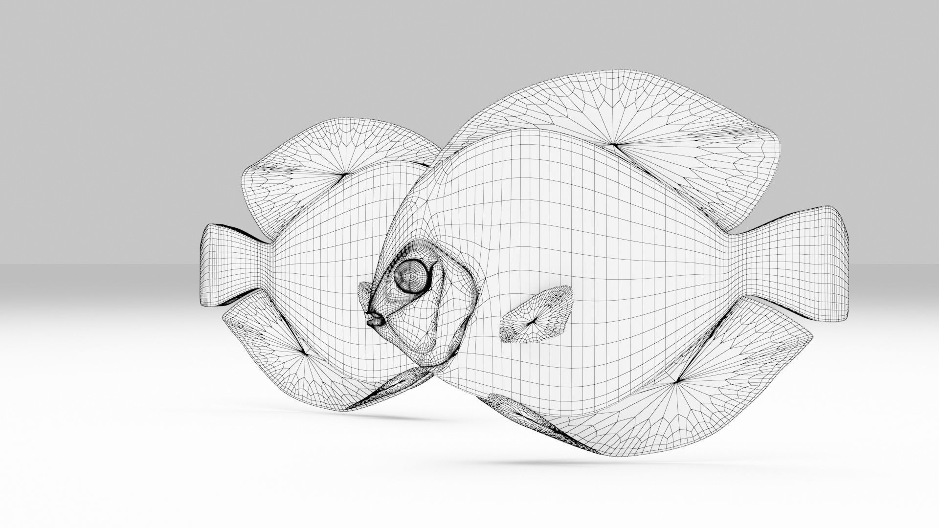Discus Fish 3D model_5