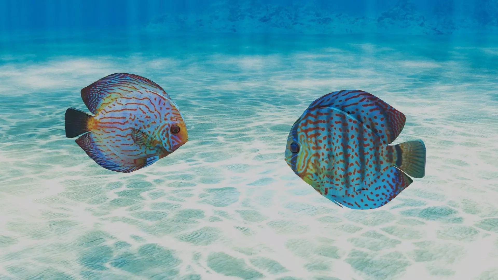 Discus Fish 3D model_0