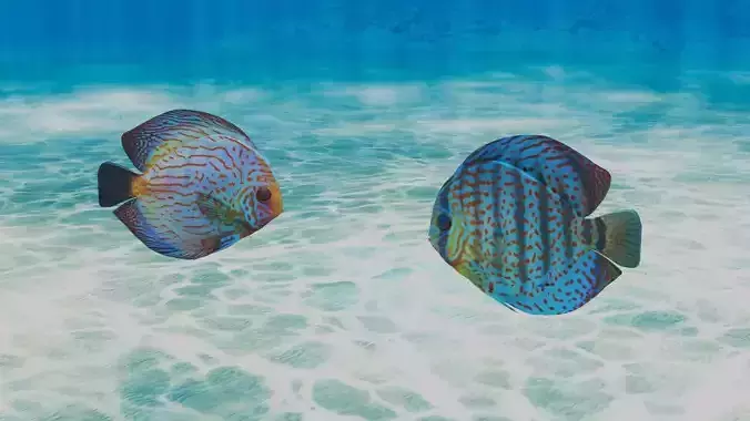 Discus Fish 3D model