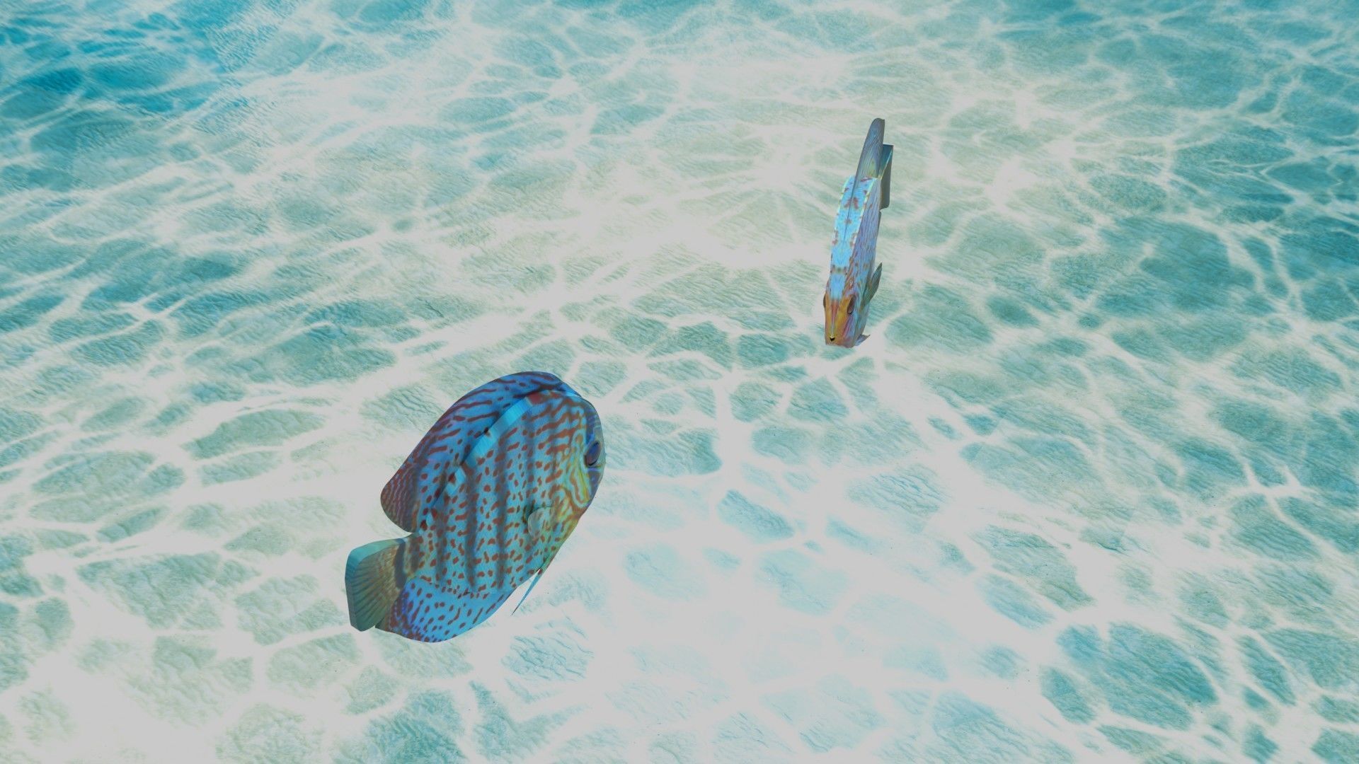 Discus Fish 3D model_1