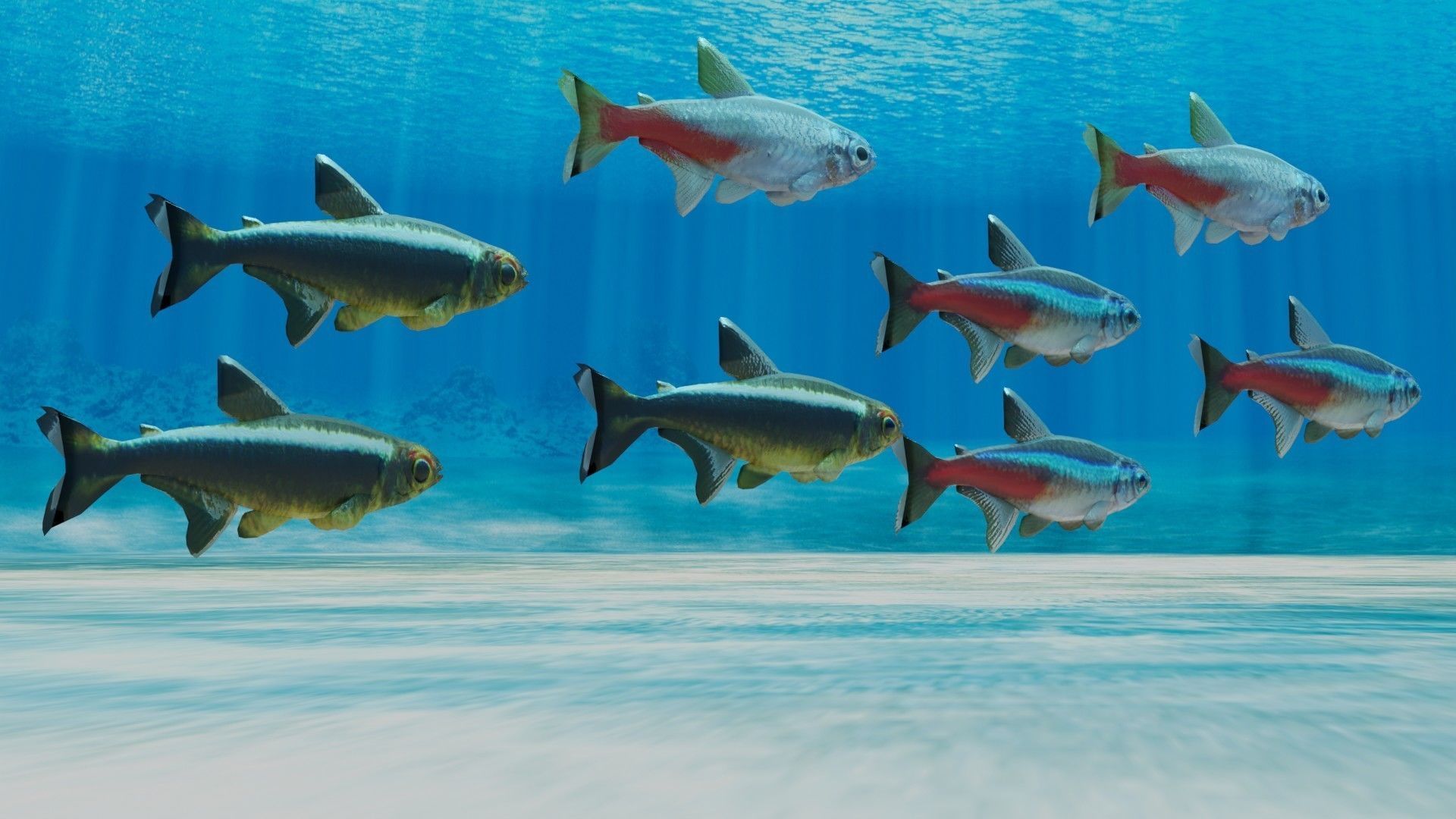 Neon Tetra Fish 3D model_3