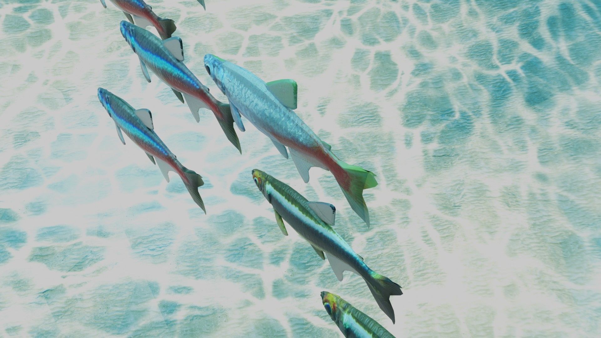 Neon Tetra Fish 3D model_4