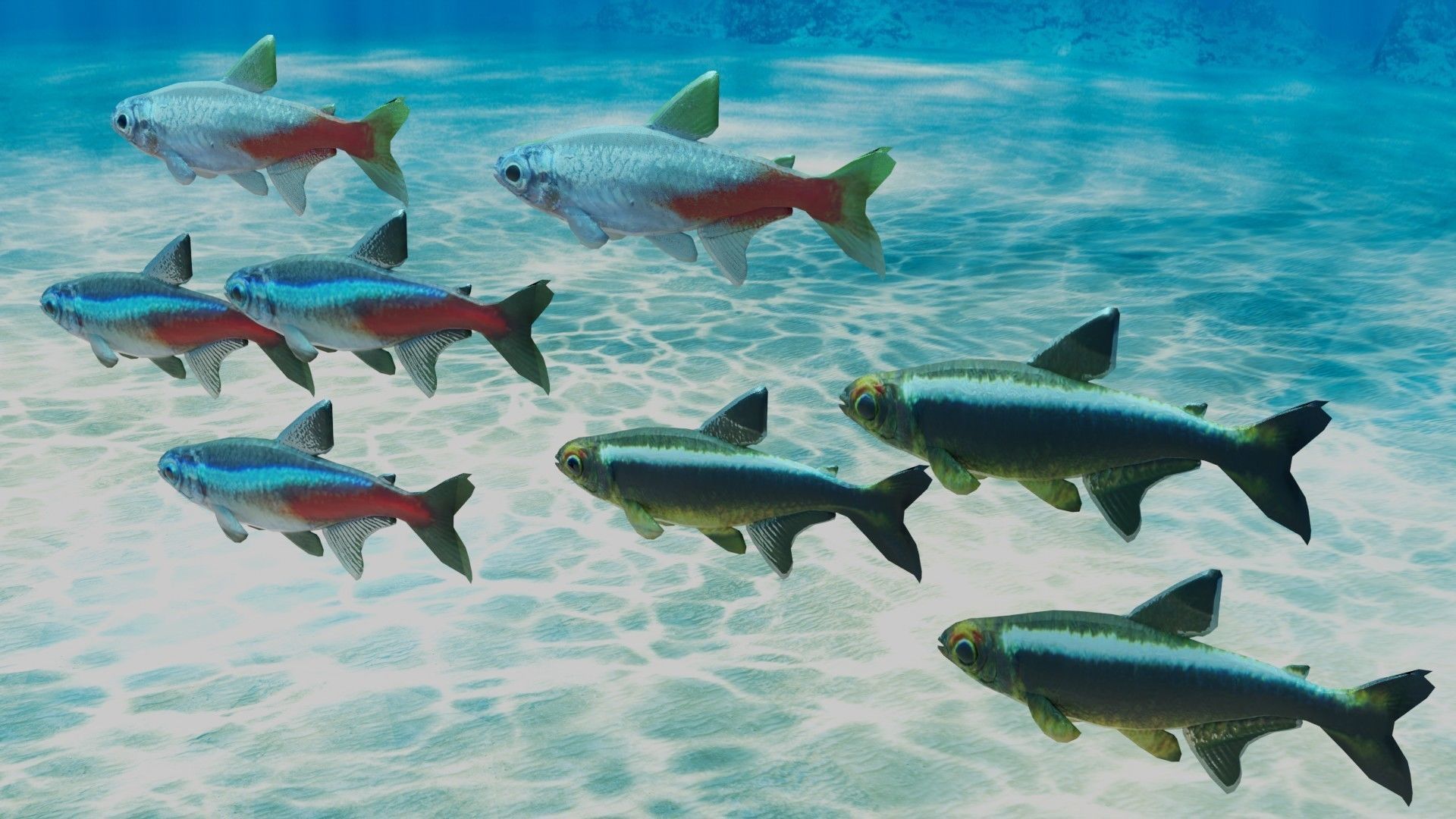 Neon Tetra Fish 3D model_1