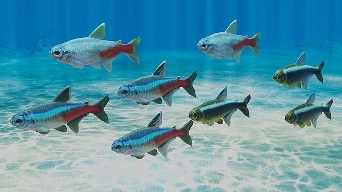 Neon Tetra Fish 3D model