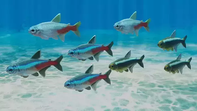 Neon Tetra Fish
