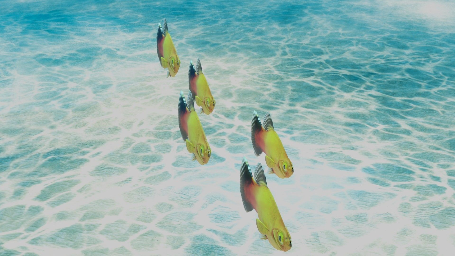 Platy Fish Free 3D model_1