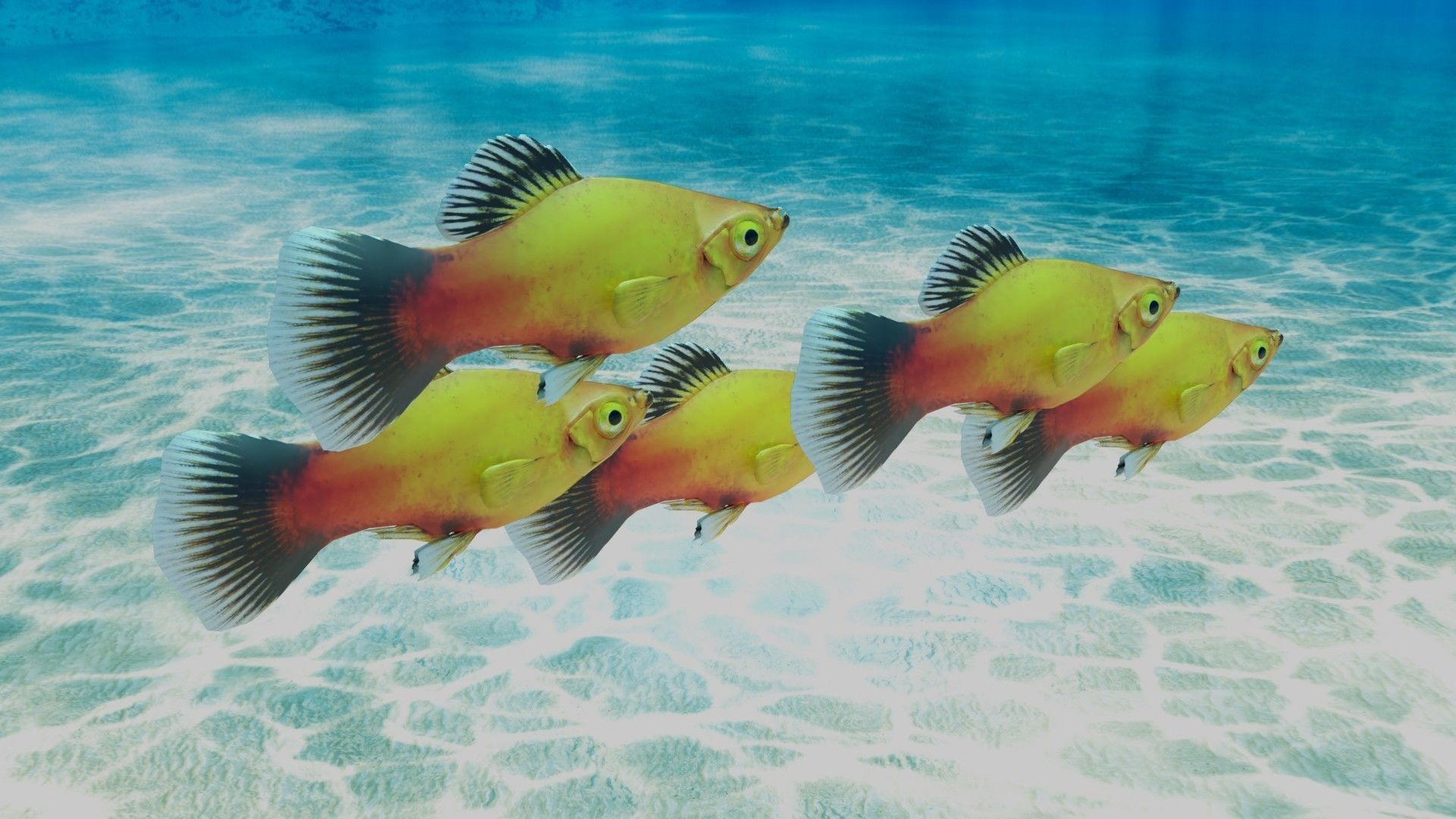 Platy Fish Free 3D model_2