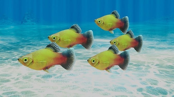 Platy Fish Free 3D model