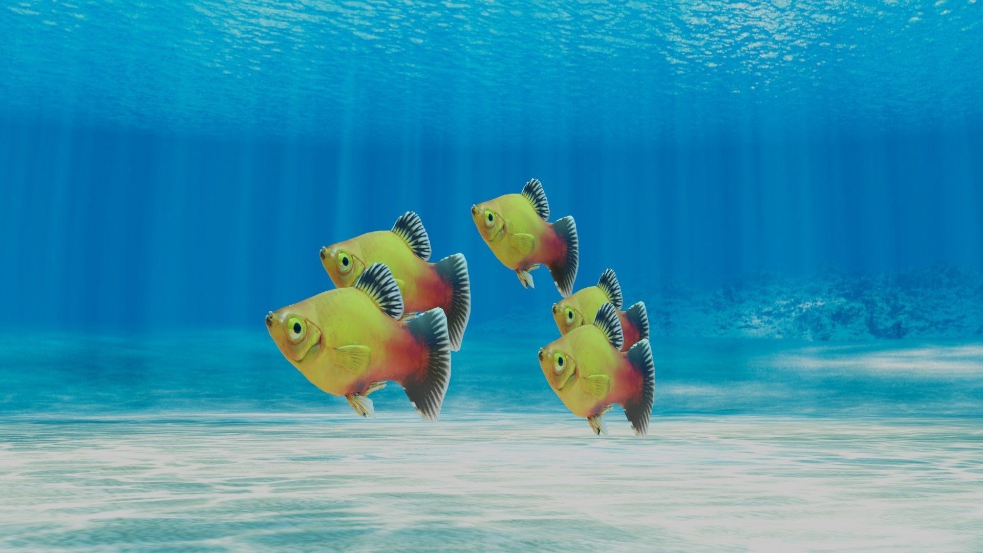 Platy Fish Free 3D model_4