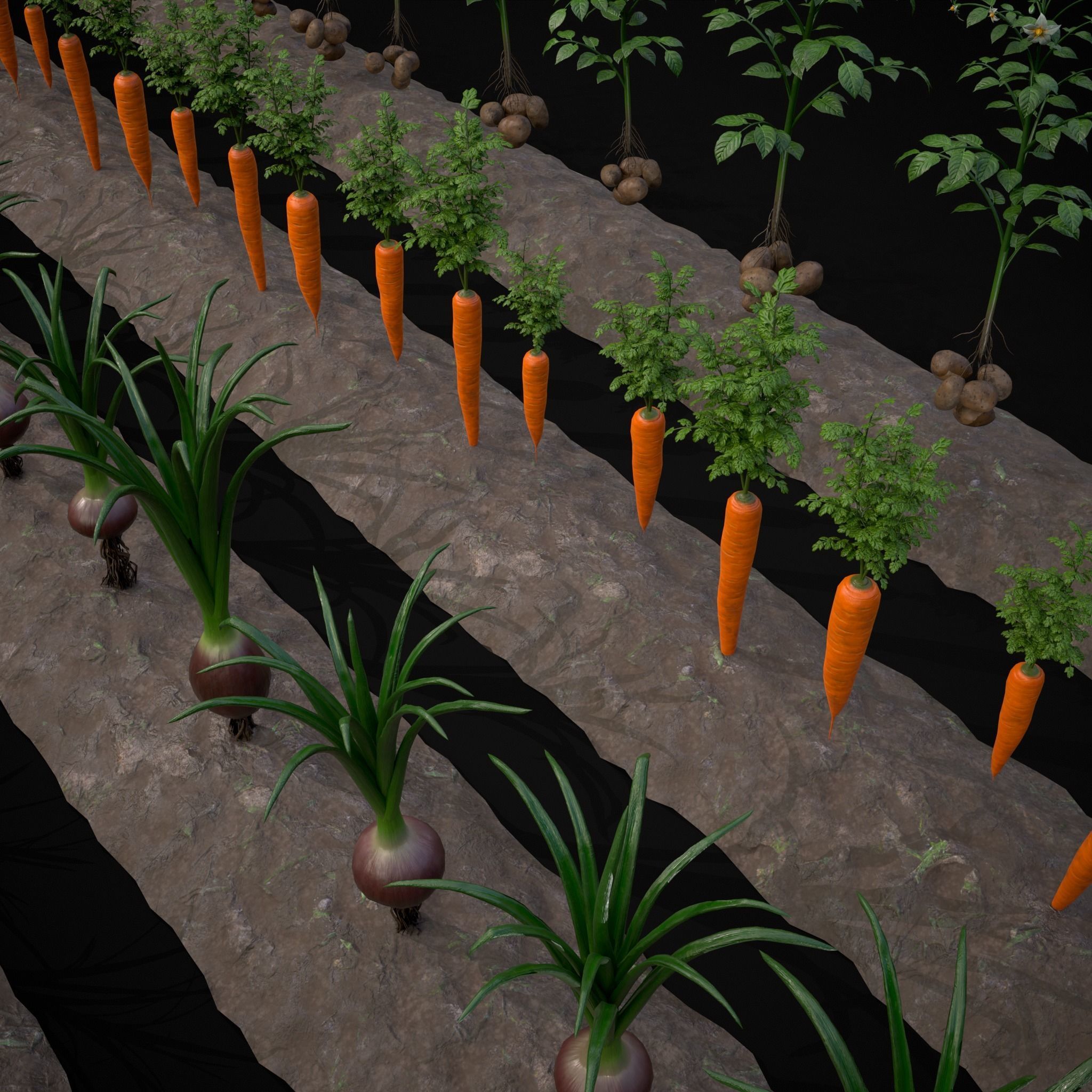 Crops and Wheelbarrow 3D Model Collection_56