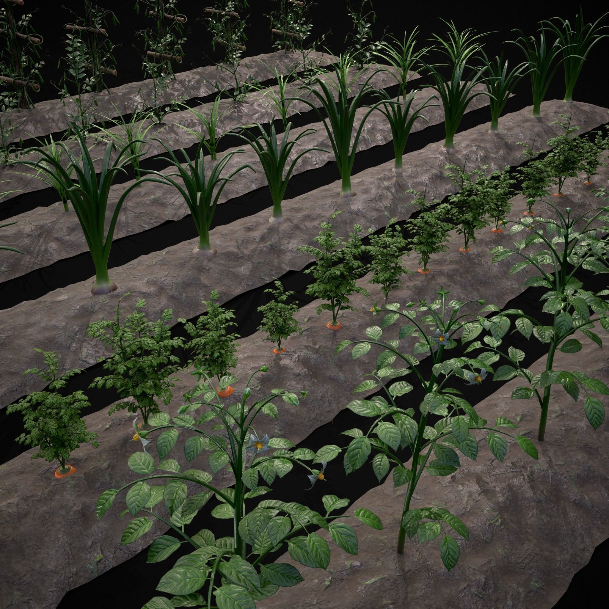 Crops and Wheelbarrow 3D Model Collection_52