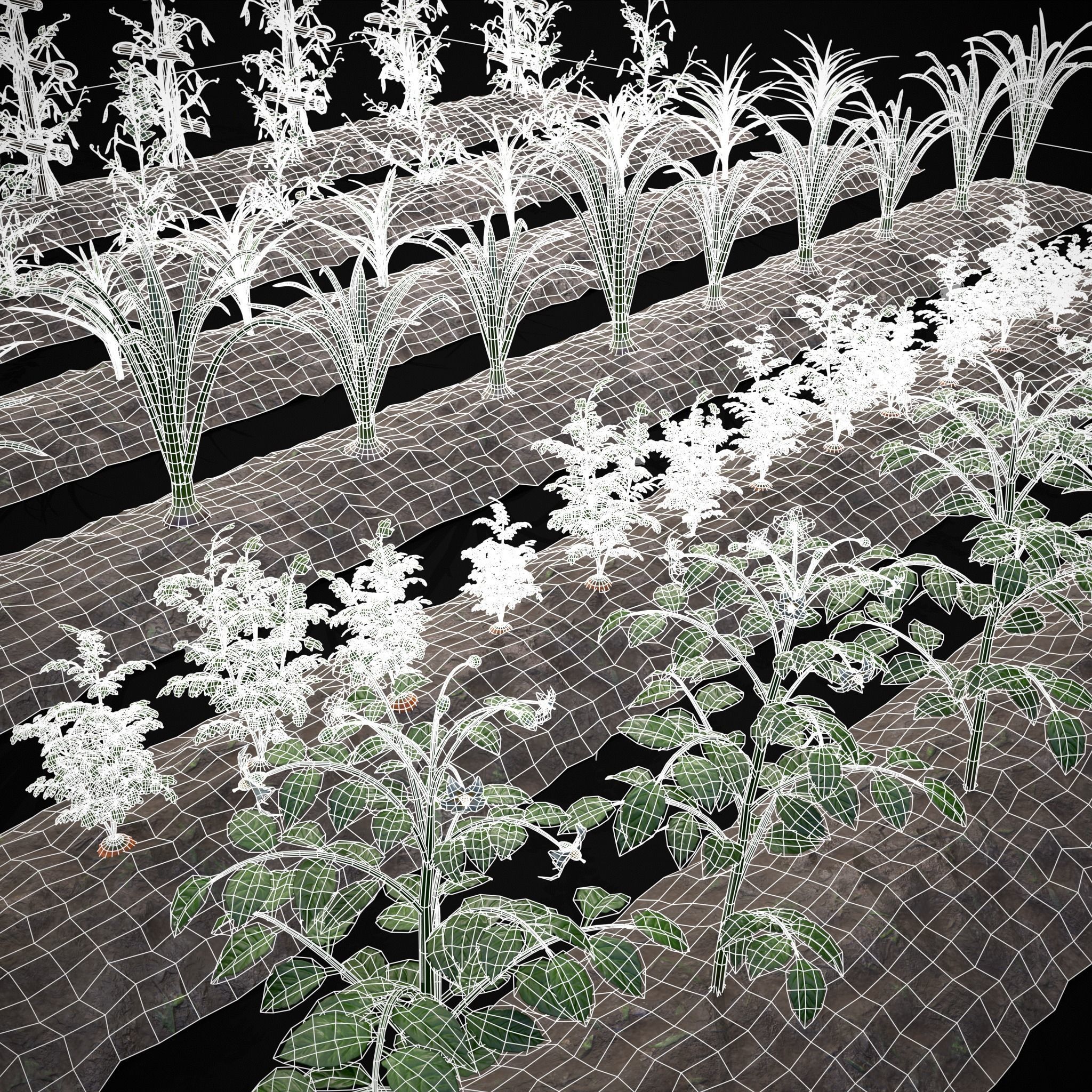 Crops and Wheelbarrow 3D Model Collection_53