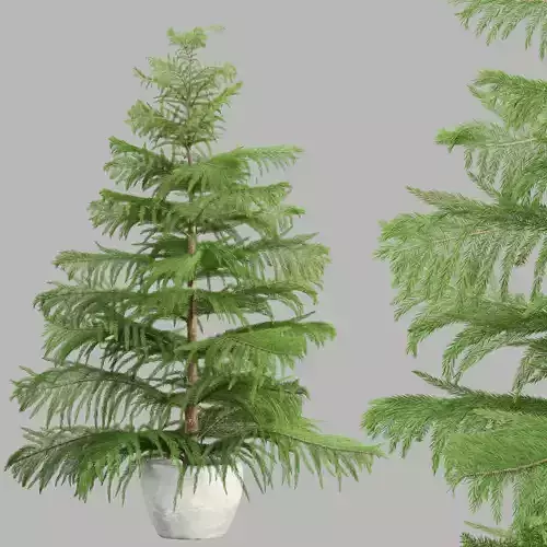 3d Norfolk pine vol 33 