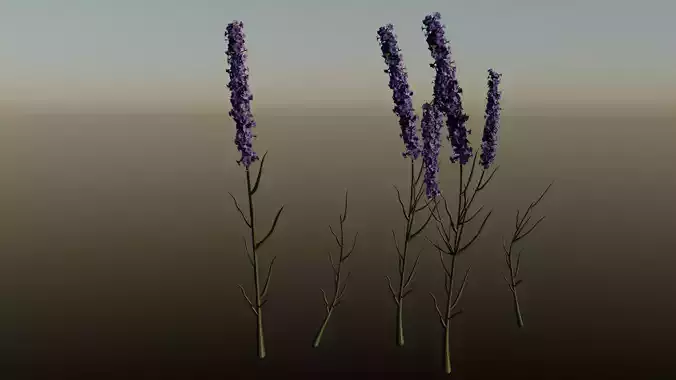 Lavender Free 3D model