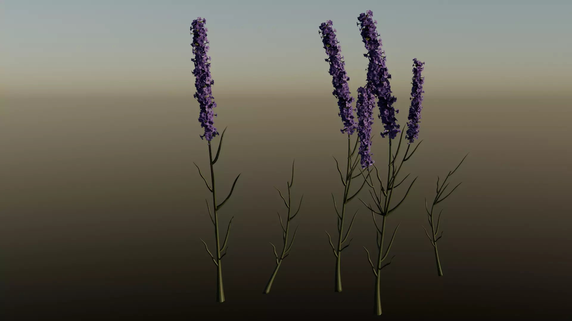 Lavender Free 3D model
