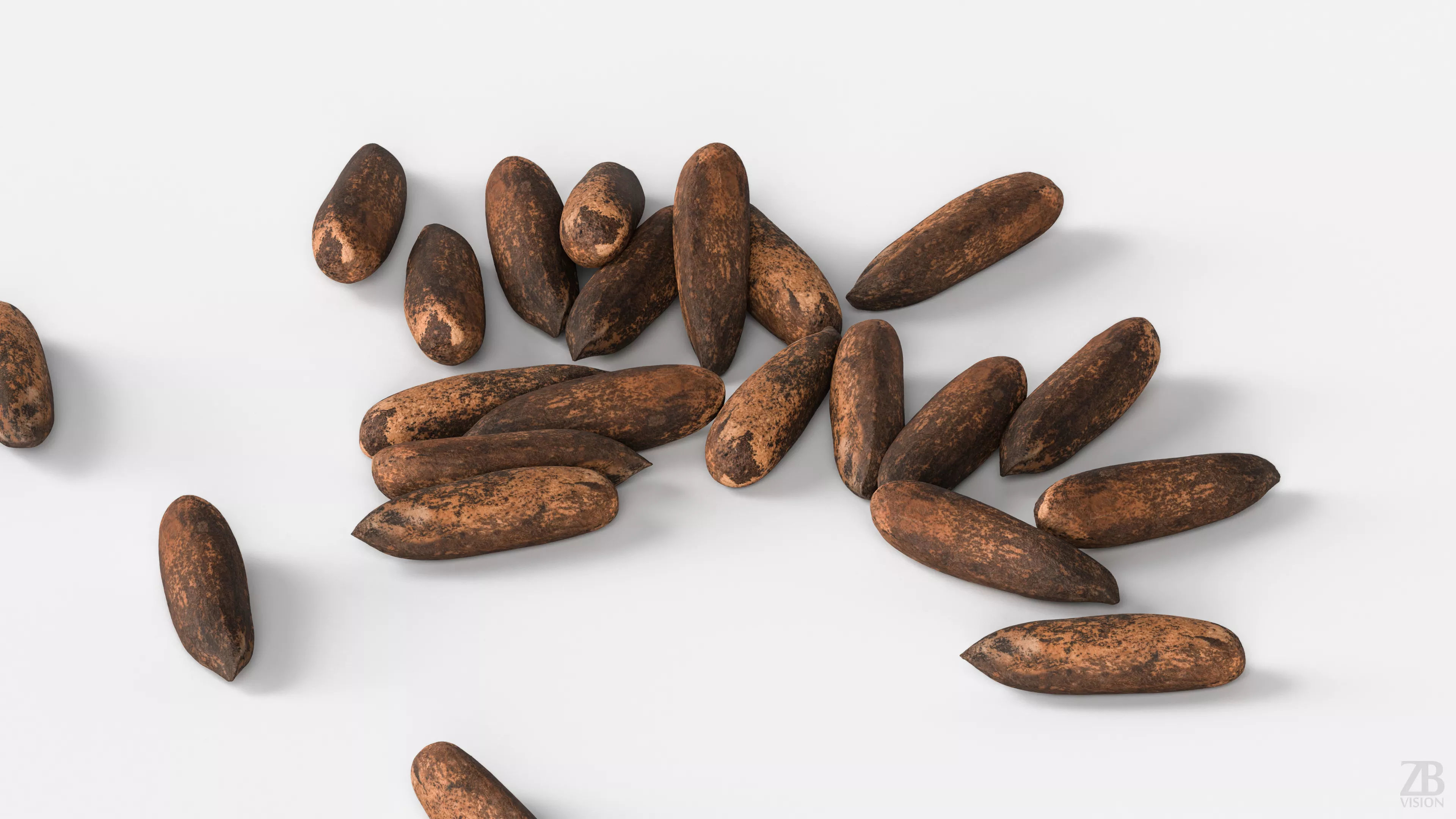 Pine Seed 3D model_2