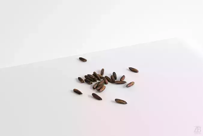 Pine Seed 3D model