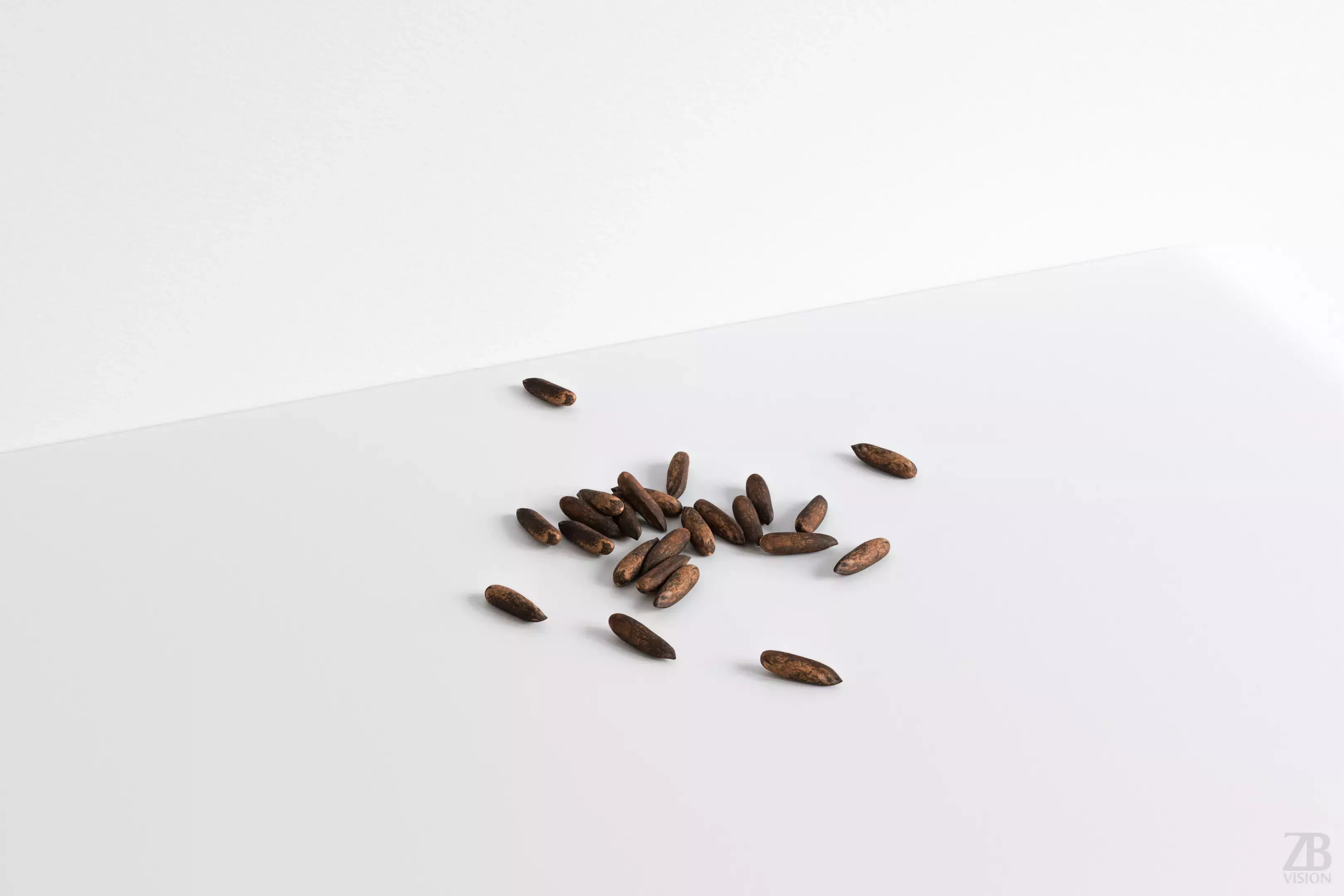 Pine Seed 3D model_0