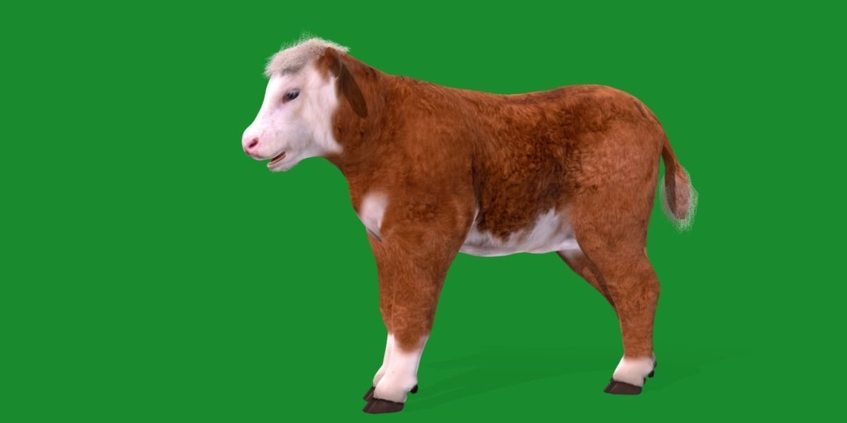 Hereford Cattle Calf Low-poly 3D model_23