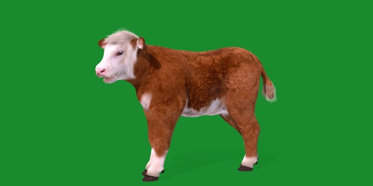 Hereford Cattle Calf Low-poly 3D model_32