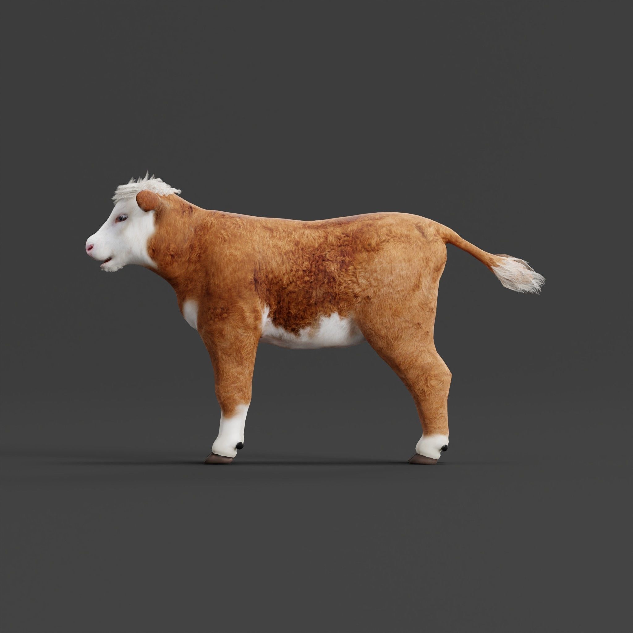 Hereford Cattle Calf Low-poly 3D model_7