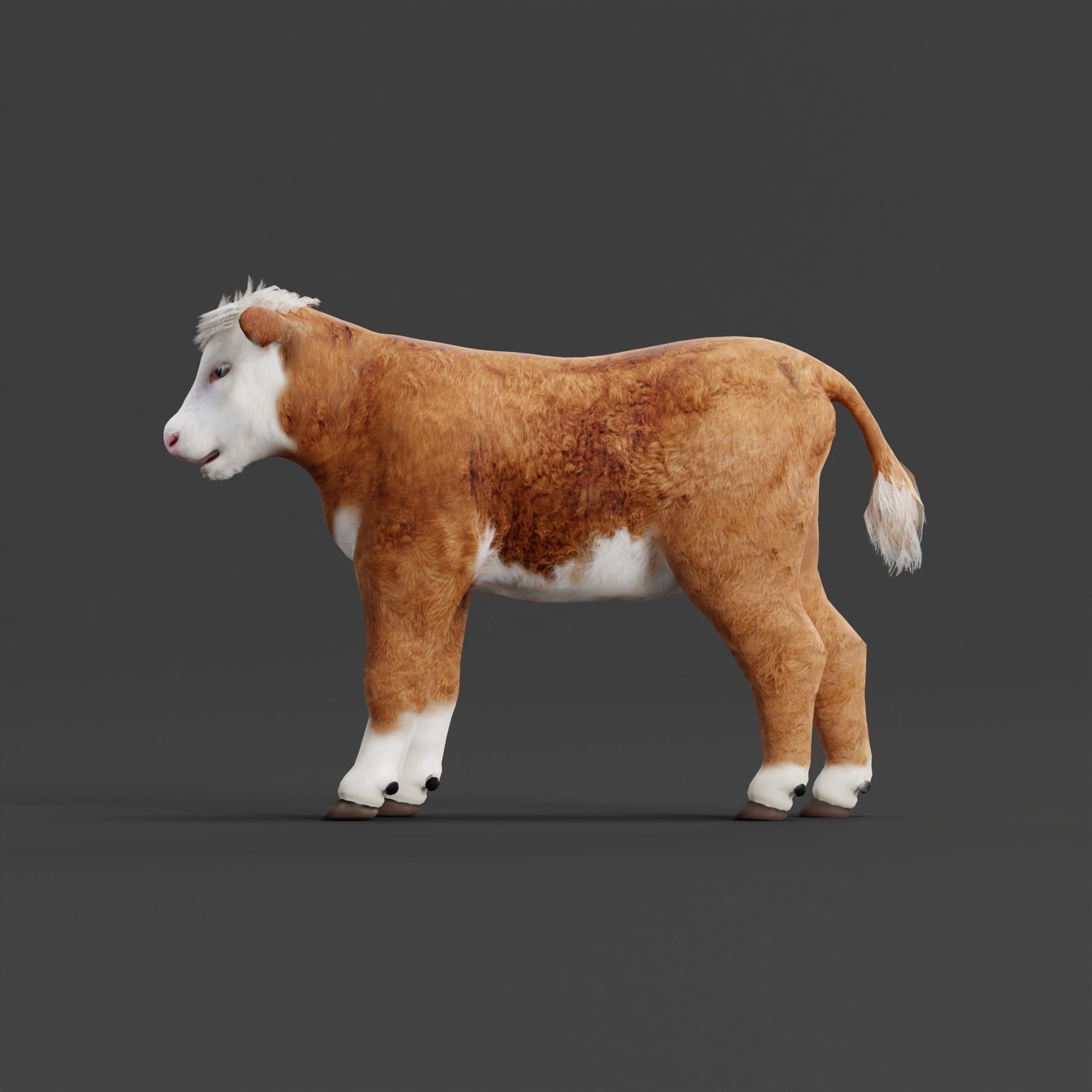 Hereford Cattle Calf Low-poly 3D model_5
