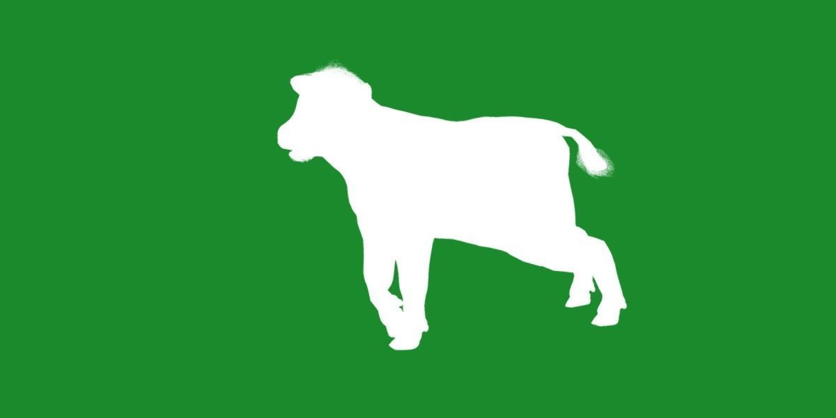 Hereford Cattle Calf Low-poly 3D model_30